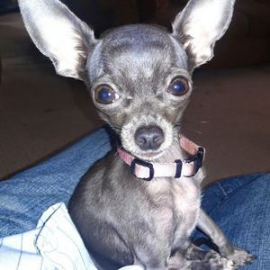 Meet your Posher, Raul